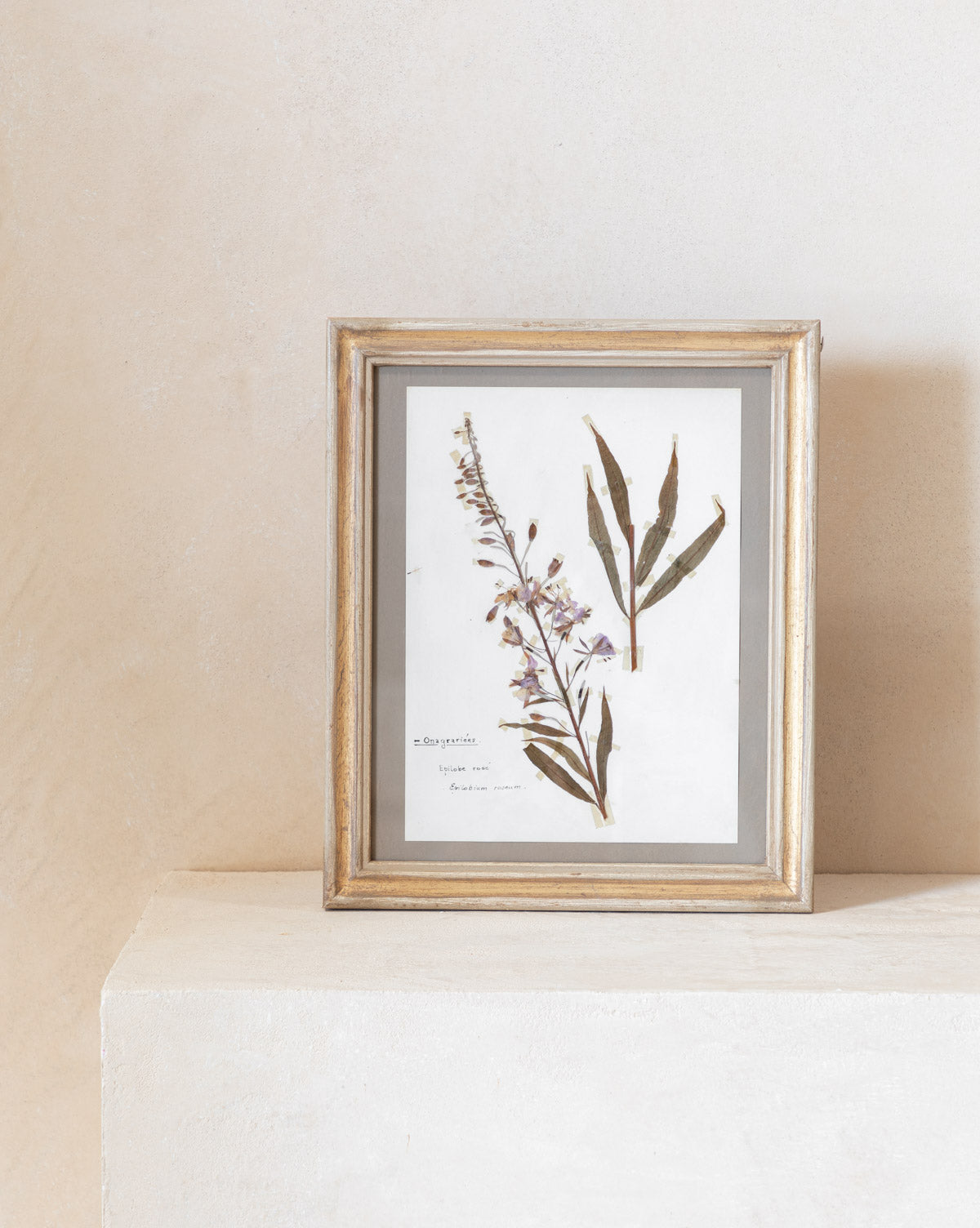 Vintage Pressed Leaves II