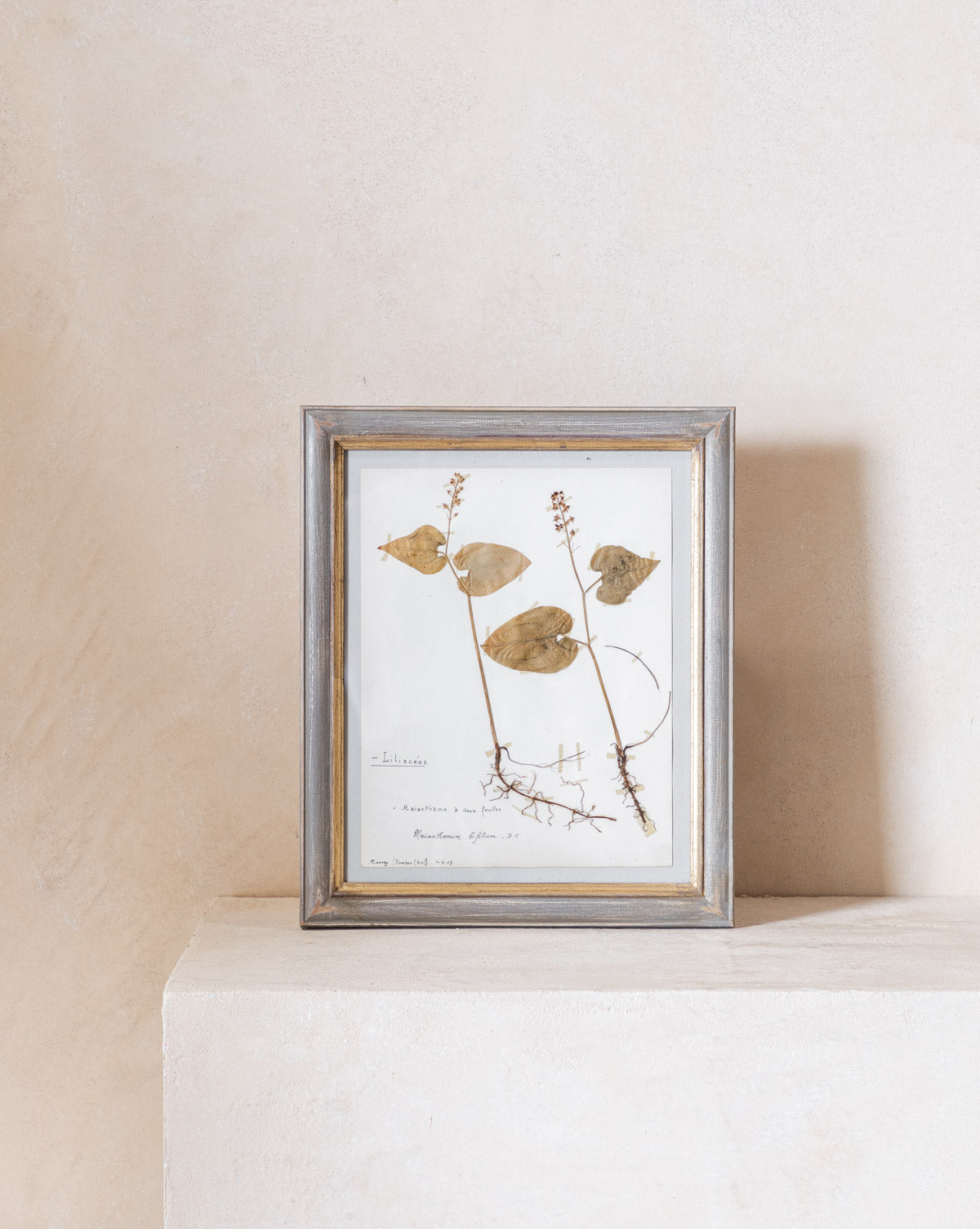 Vintage Pressed Leaves III