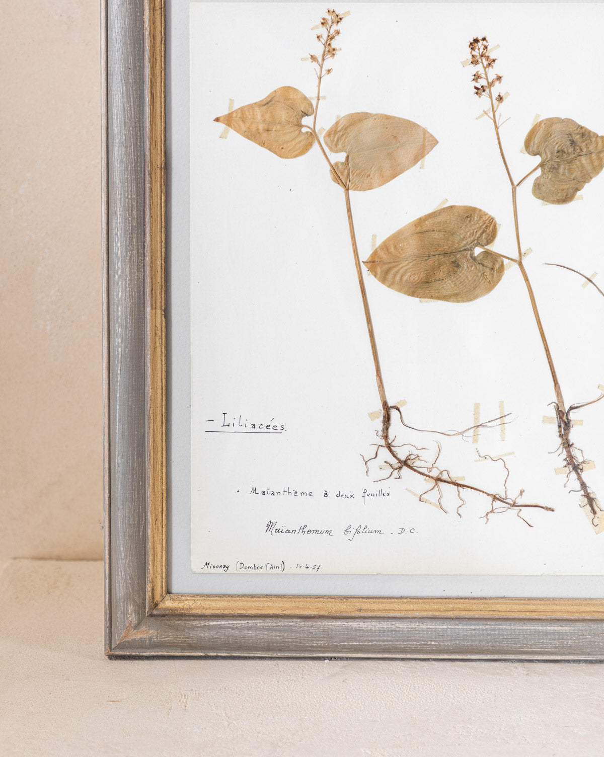 Vintage Pressed Leaves III