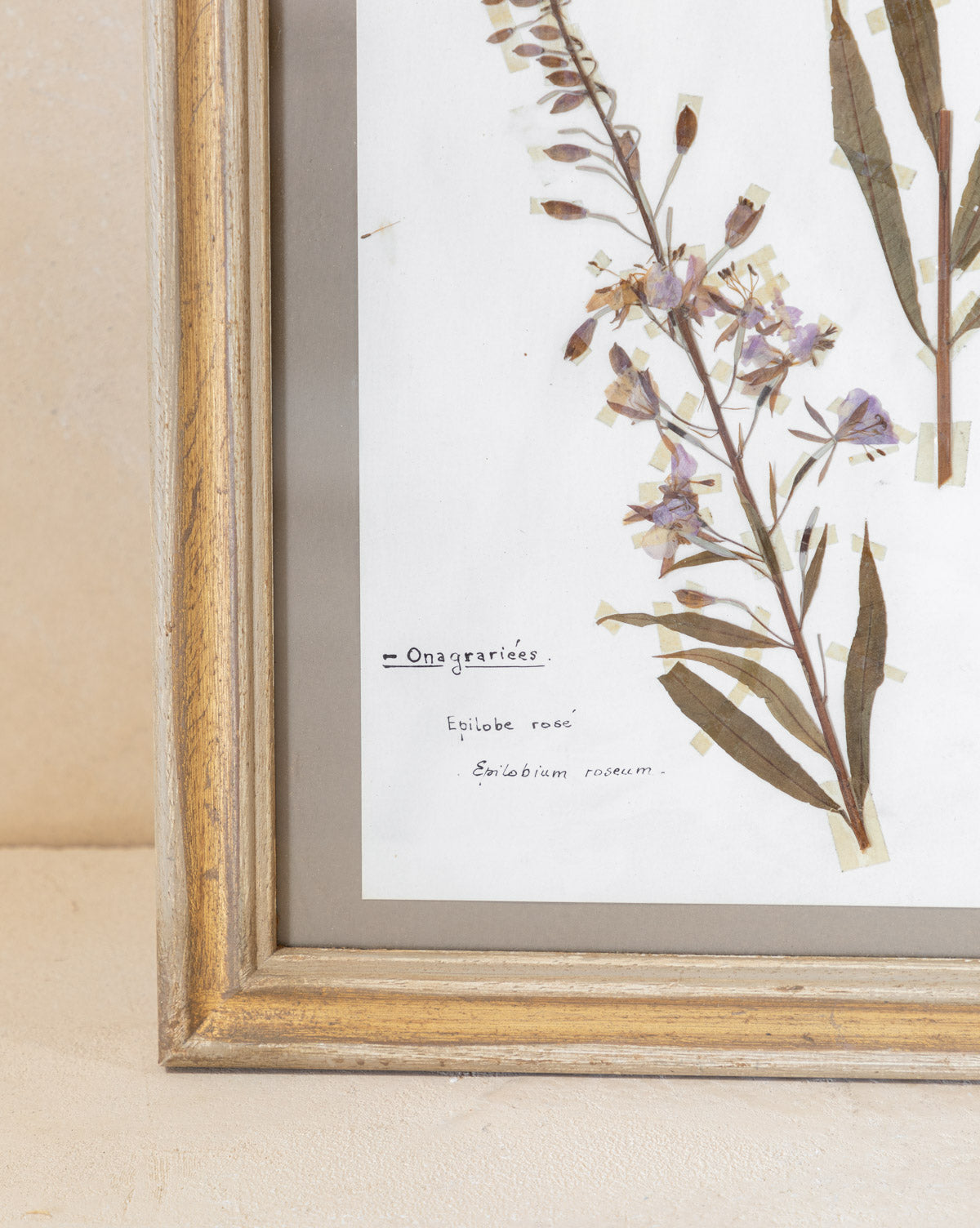 Vintage Pressed Leaves II