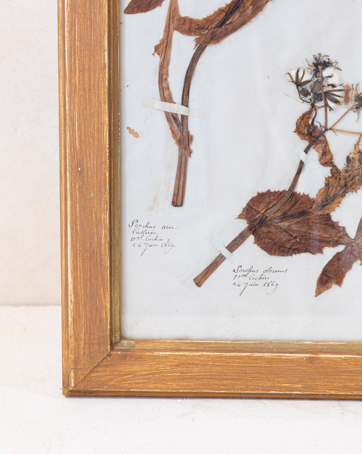Vintage Pressed Leaves I