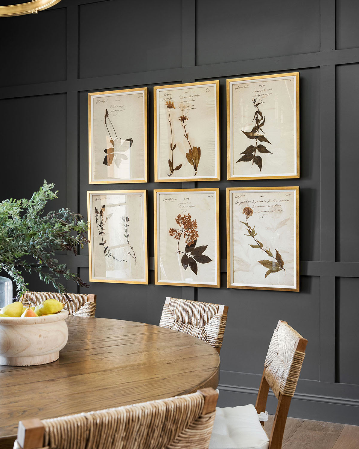 Herbarium Study VI