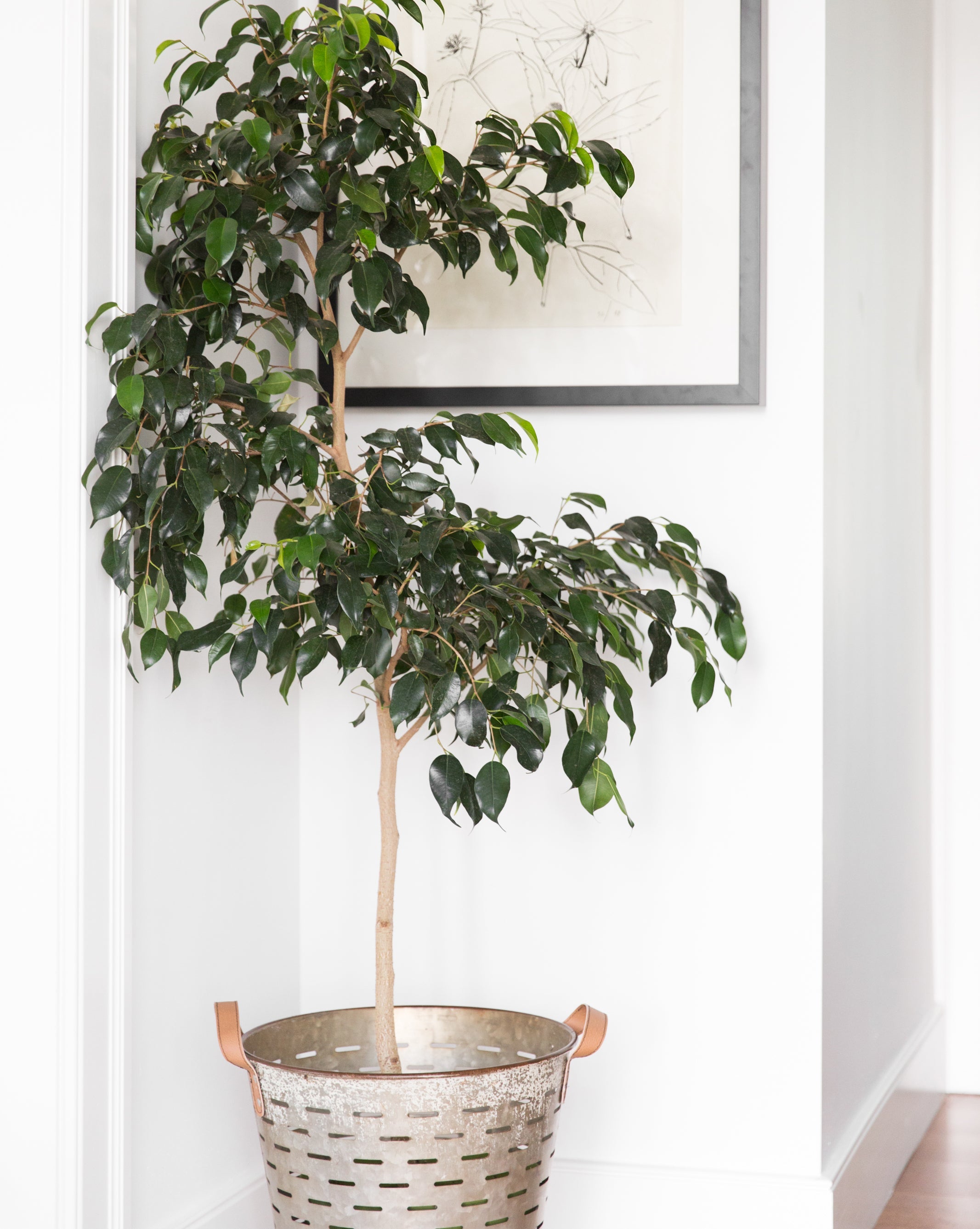 Olive Buckets